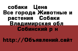 собаки › Цена ­ 2 500 - Все города Животные и растения » Собаки   . Владимирская обл.,Собинский р-н